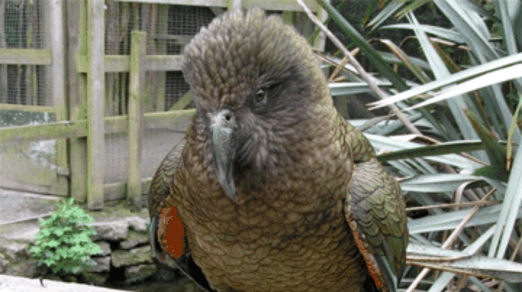 Новозеландский попугай "обчистил" туриста на 700 фунтов стерлингов