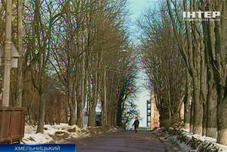 Власти Хмельницкого хотят вырубить каштаны для строительства дороги