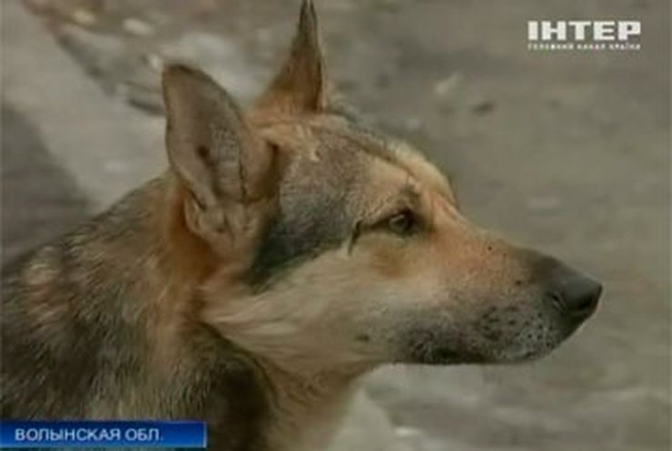 В Ковеле защитник животных препятствовал уничтожению бездомных собак