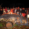 На Филиппинах испустил дух самый большой в мире крокодил