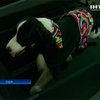 В Нью-Йорке пройдут самые престижные собачие соревнования в мире