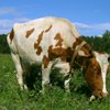 Коровы поссорили Казахстан и Австрию