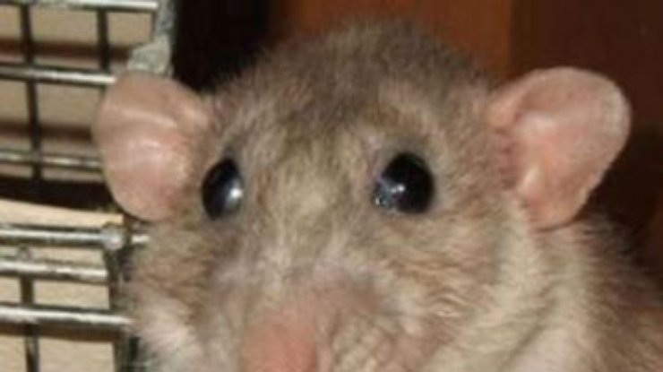 Живодера, который питался бездомными животными, съели крысы