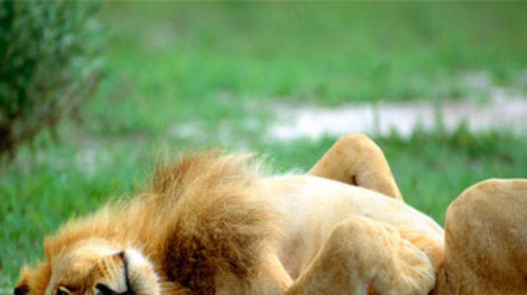 В Кении львы перекрыли движение на дороге из-за грязевых процедур
