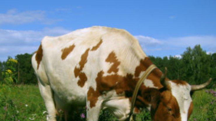 Коровы поссорили Казахстан и Австрию