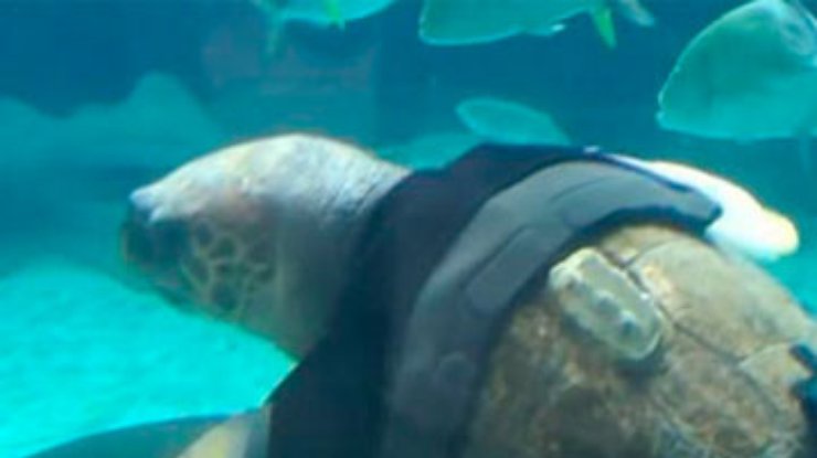 В Японии черепахе-инвалиду поставили протезы ласт