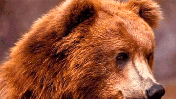 В Москве отпразднуют День медведя