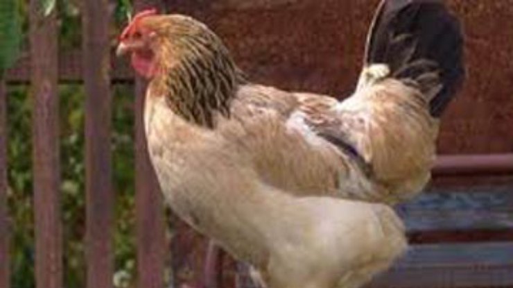 Из-за "птичьего гриппа" в Мексике уничтожат почти полмиллиона кур