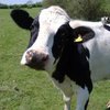 В Ивано-Франковской области выявлено заболевание коровы бешенством