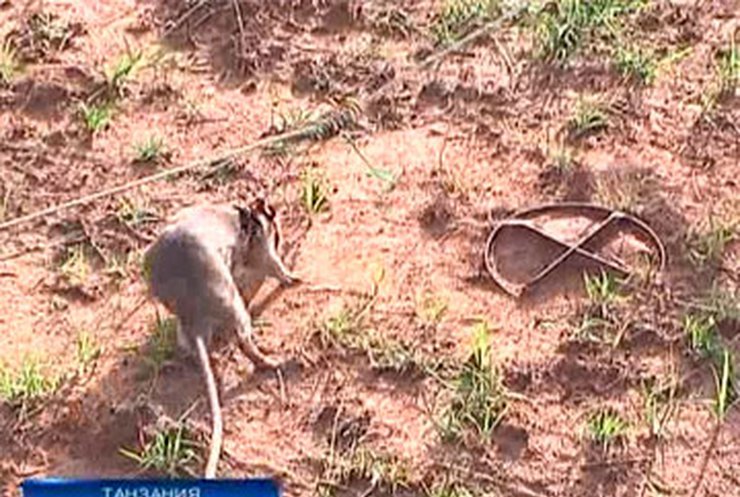 В Танзании придумали как обезвреживать минные поля с помощью крыс