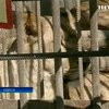 В одесском зоопарке тигр покусал посетителя