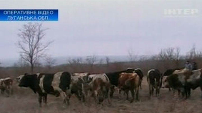 Трое жителей Луганщины хотели угнать в Россию 40 коров