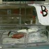 Американка из Техаса родила четверню