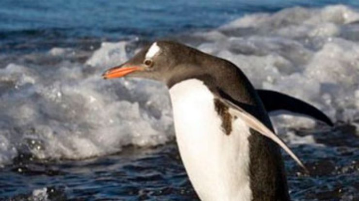 В Новой Зеландии обнаружили пингвина, проплывшего 2 тысячи километров