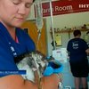 Новозеландские ветеринары вернули к жизни пингвина