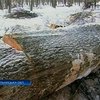На Хмельнитчине селяне защищают свой лес от вырубки