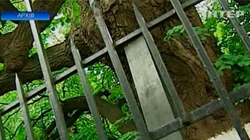 Киевские деревья-старожилы получили статус памятников природы