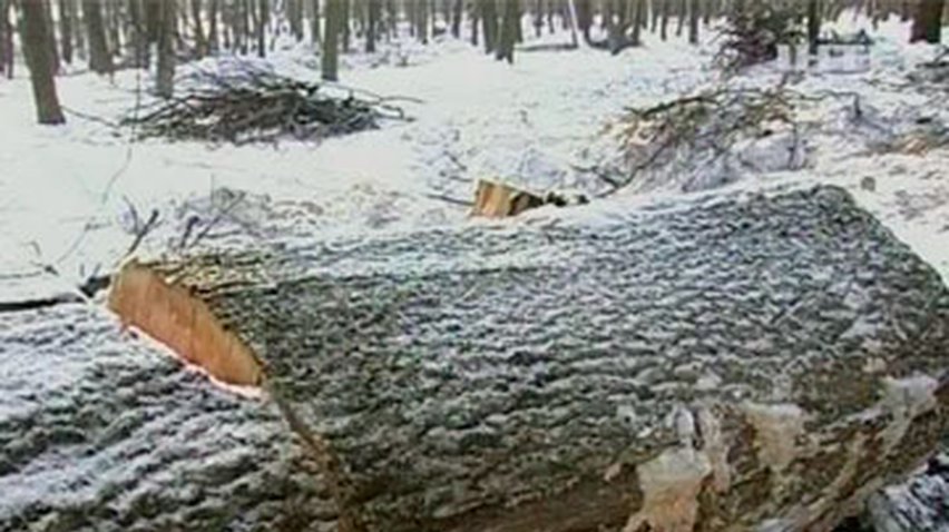 На Хмельнитчине селяне защищают свой лес от вырубки