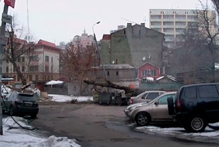 В центре Киева женщину едва не прибило рухнувшим деревом (видео)