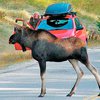 Жителям американского штата позволили есть сбитых на дороге животных