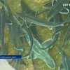 Буковинский предприниматель помогает ученым спасать осетровую рыбу