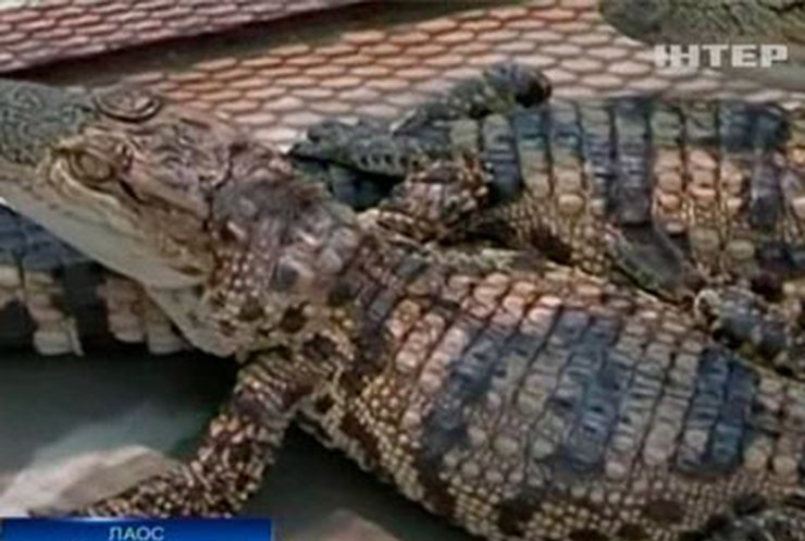 Экологи Лаоса требуют защитить сиамских крокодилов
