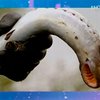 Американец поймал "рыбу-монстра"