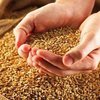 За кражу 6-ти мешков пшеницы двое юношей могут "сесть" на 6 лет
