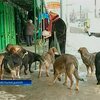 Неизвестные в Хмельницком начали уничтожать бездомных собак