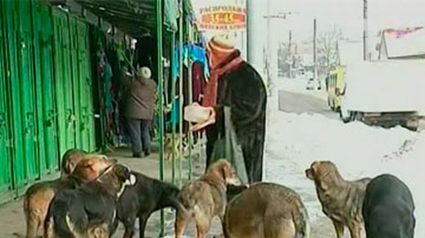 Неизвестные в Хмельницком начали уничтожать бездомных собак