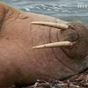 К берегу Шотландии прибился гигантский морж