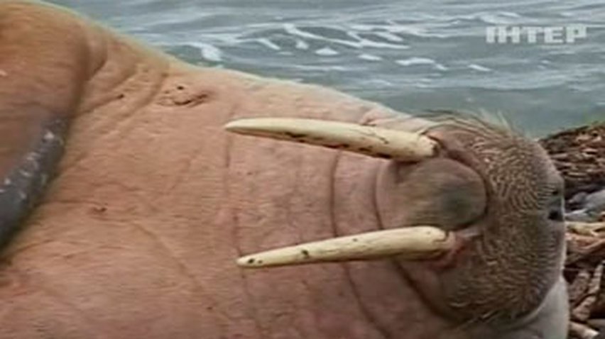 К берегу Шотландии прибился гигантский морж