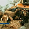 В Индии поезд сбил слона