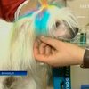 В Винницу пришла мода на необычные стрижки для собак