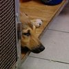 Догхантеры готовятся к массовым убийствам собак