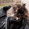 Забравшаяся в дорожную сумку кошка прилетела из Египта в Англию незамеченной