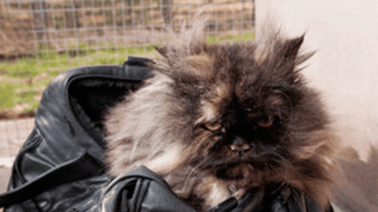 Забравшаяся в дорожную сумку кошка прилетела из Египта в Англию незамеченной