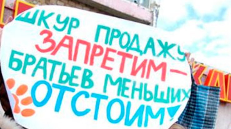 В Крыму разрешили торговать кошачьими шкурами