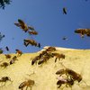 В ЮАР пчелы напали на группу детей