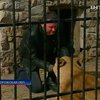 Владелец мини-зверинца идет на рекорд – прожить год в клетке со львами