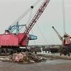 В Шанхае выбросили в реку более шести тысяч мертвых свиней