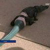 В Аризоне аллигатору установили хвост-протез