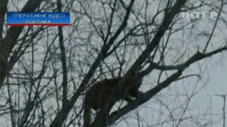 В Полтаве спасли просидевшую пять дней на дереве кошку