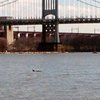 В центральных водах Нью-Йорка заметили заблудившегося дельфина