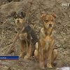 В Киеве начали расстреливать бродячих собак