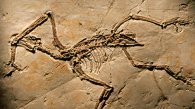 Ученые доказали существование четырехкрылых динозавров