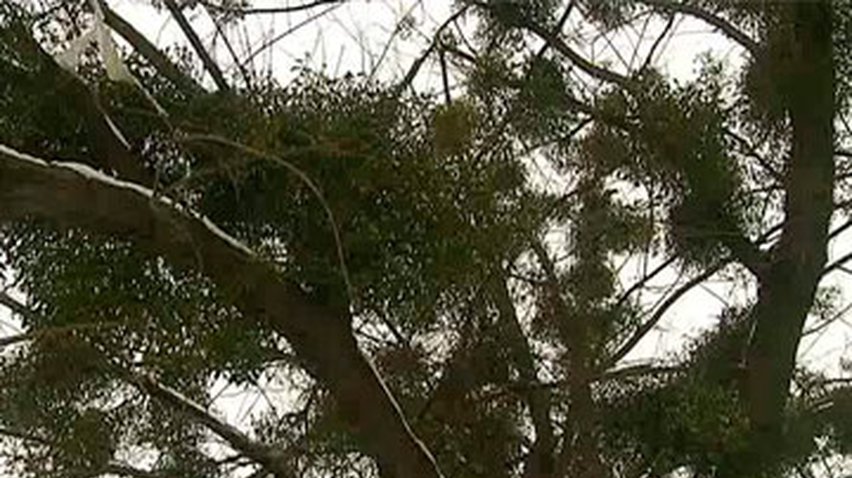 Экологи не рекомендуют обрезать ветки деревьев, пораженные омелой