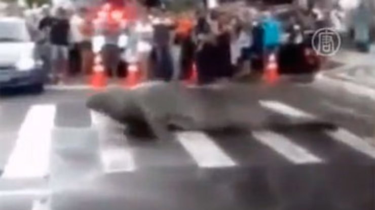 В бразильском городе "гуляющий" морской слон заблокировал движение