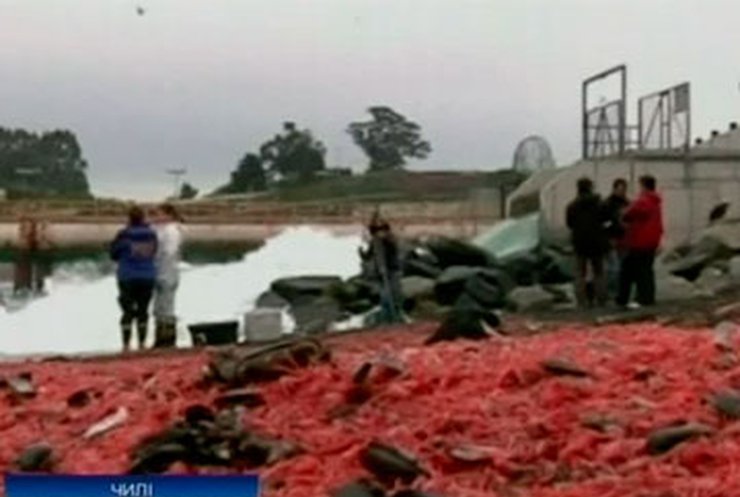 На чилийский берег выбросились миллионы морских креветок