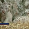 В зоопарке Буэнос-Айреса родились четверо белых бенгальских тигров